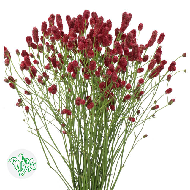 Sanguisorba Red Dream