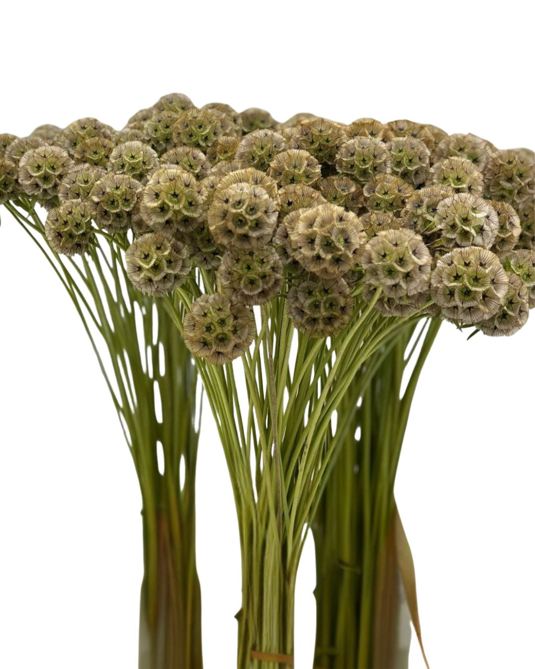 Scabiosa Stellata Seed Pod