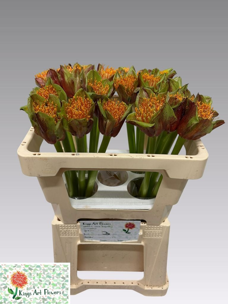 Scadoxus Puniceus Blitz