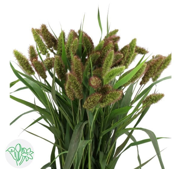 Setaria Red Jewel