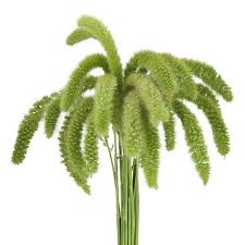 Setaria Volle Melk Green