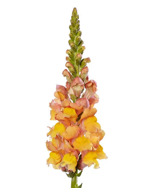 Snapdragon Orleans Light Orange