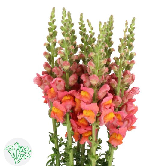 Snapdragon Potomac Dark Orange