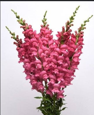 Snapdragon Potomac Early Pink