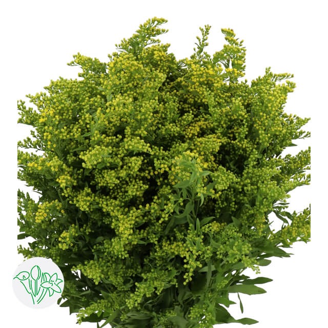 Solidago Golden Glory