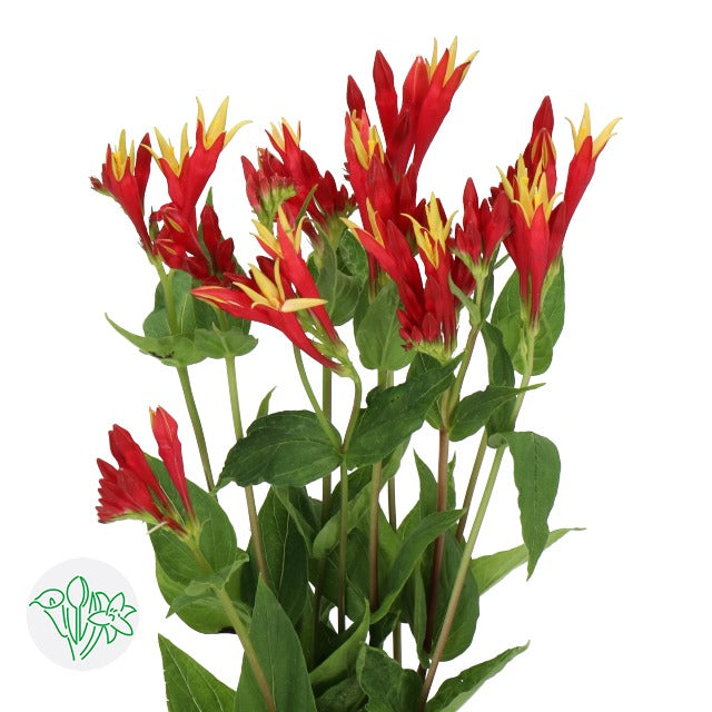Spigelia Marilandica