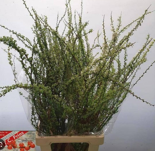 Spiraea Grefsheim
