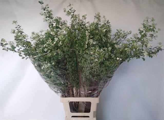 Spiraea Nipp Snowmound