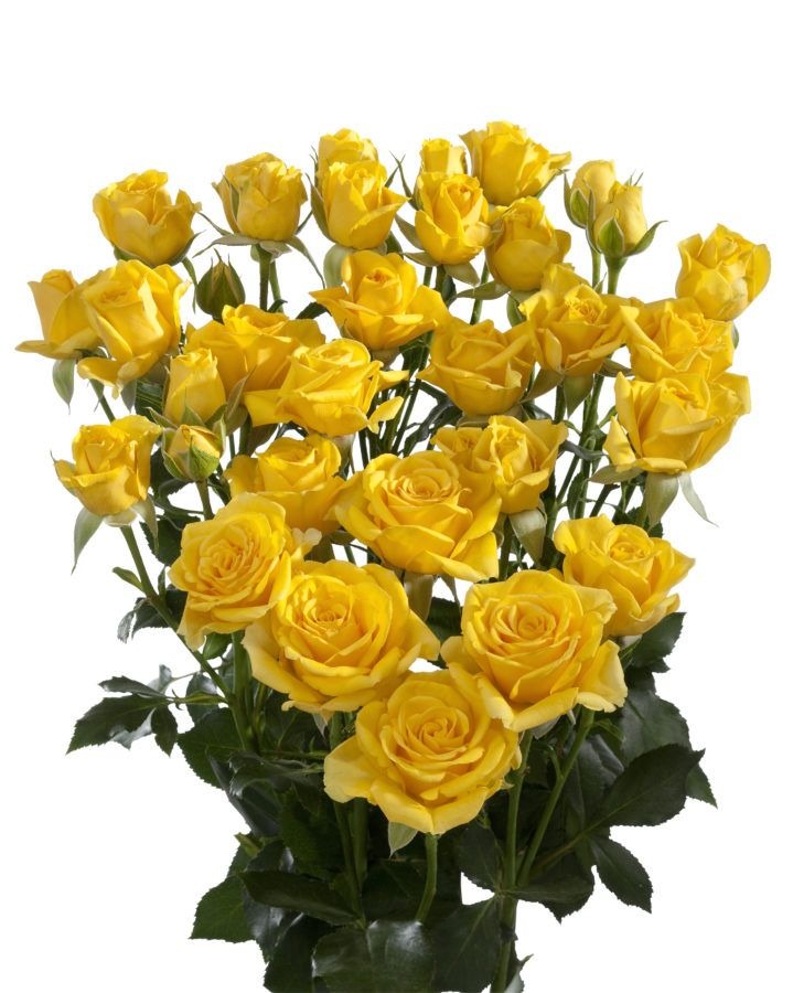 Spray Rose Marissa