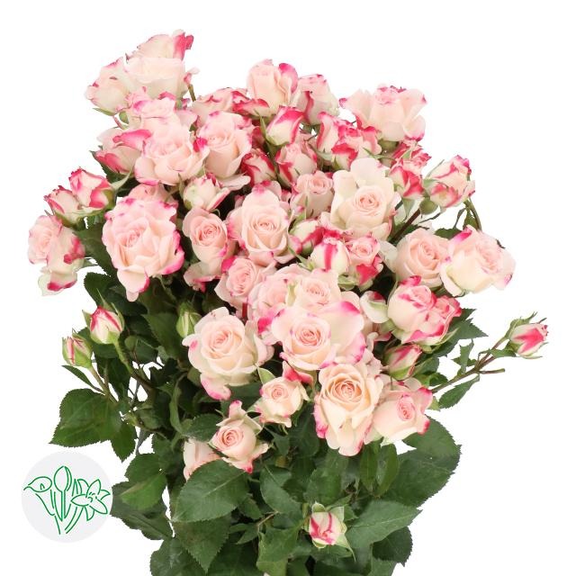 Spray Rose Reflex