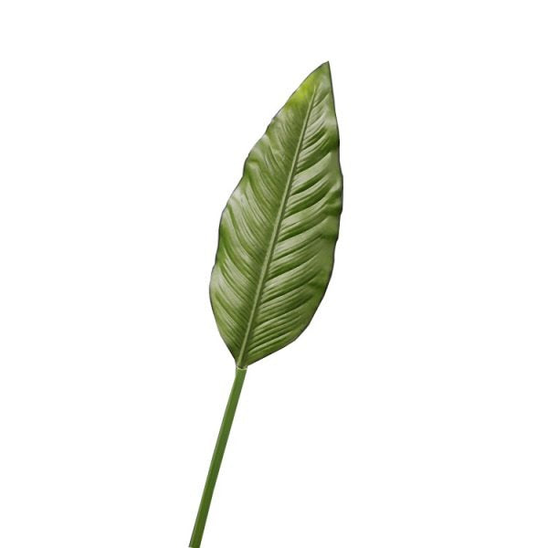 Strelitzia Leaf