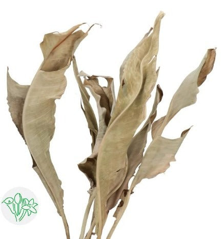 Strelitzia Leaf Dried Natural