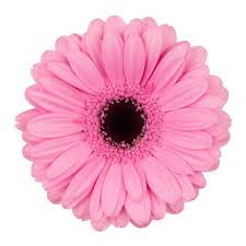 Gerbera Talent