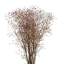 Talinum Paniculatum