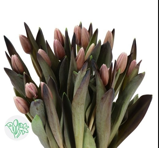 Tulip Dyed Brownies