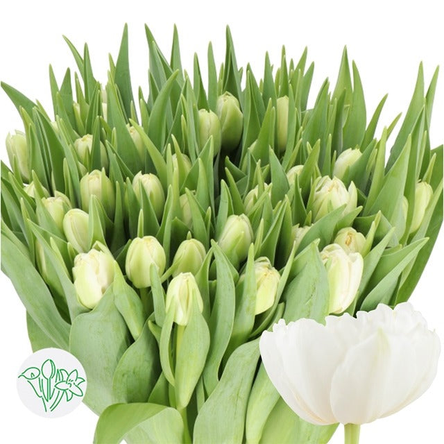 Tulip Northcap