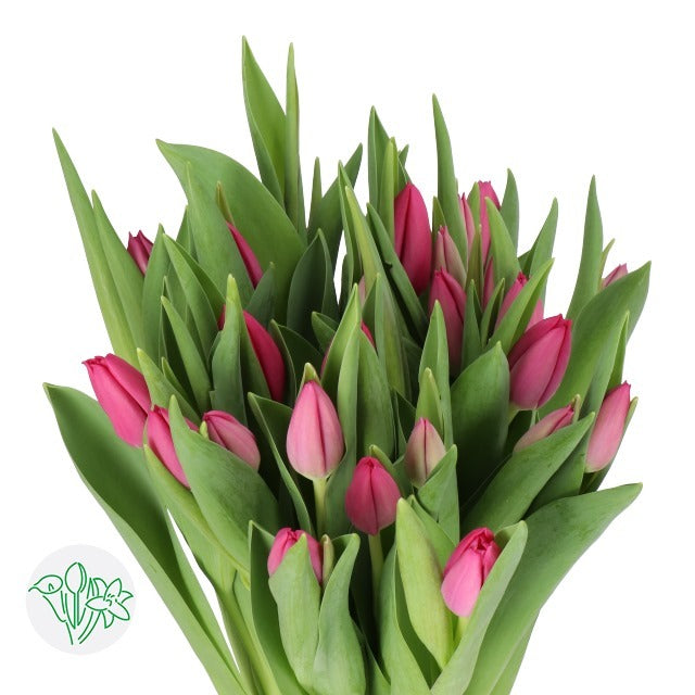 Tulip Pink Ardour