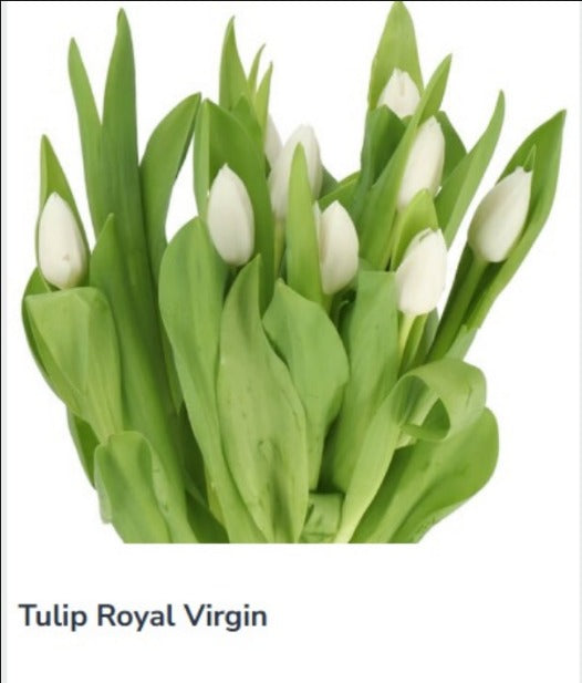 Tulip Royal Virgin
