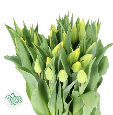 Tulip Strong Gold