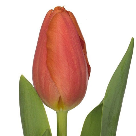 Tulip Time Out