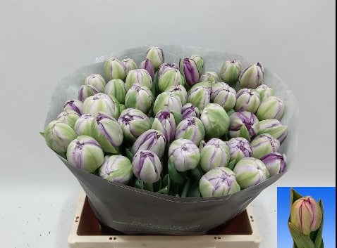 Tulipa Double Saigon