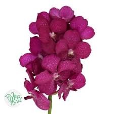 Vanda Nitaya Hot Pink