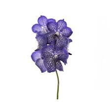Vanda Sapphire