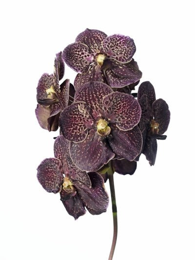 Vanda Sunanda Chocolate Brown