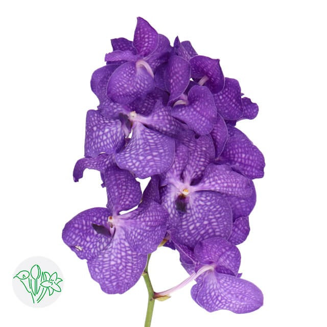 Vanda Violet Blue